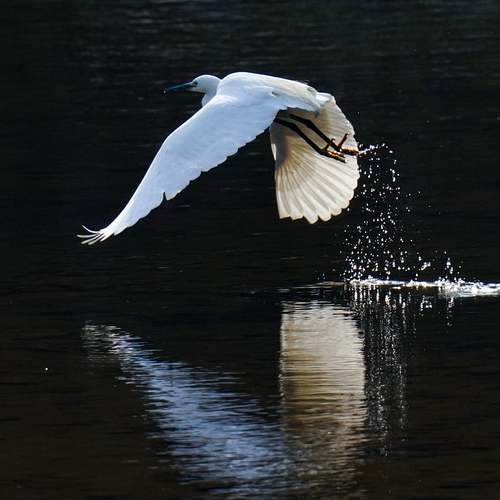 에록손, 바르는 비아그라의 진짜 모습과 부작용 – 내돈내산 후기 공개