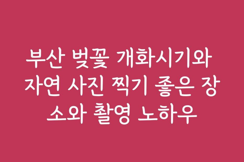 부산 벚꽃 개화시기와 자연 사진 찍기 좋은 장소와 촬영 노하우