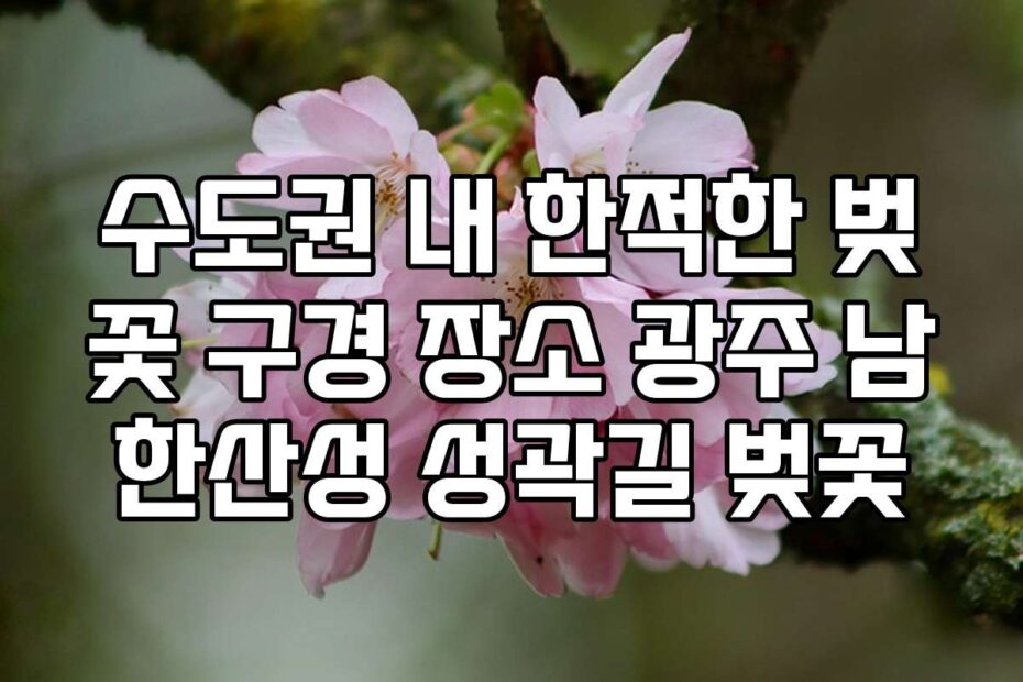 수도권 내 한적한 벚꽃 구경 장소 광주 남한산성 성곽길 벚꽃