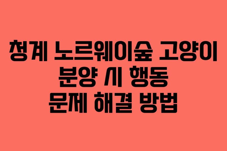 청계-노르웨이숲-고양이-분양-시-행동-문제-해결-방법